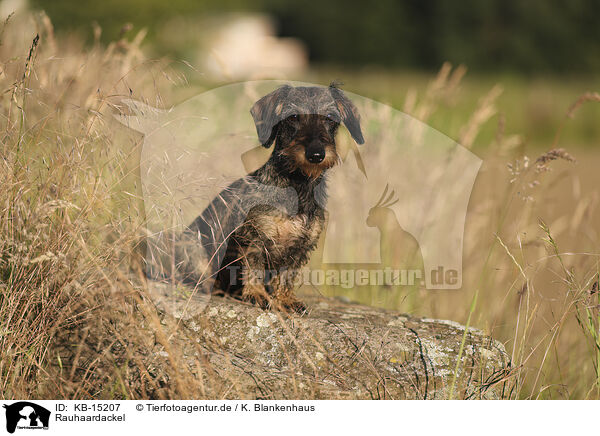 Rauhaardackel / wirehaired Dachshund / KB-15207