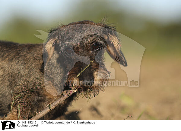 Rauhaardackel / wirehaired Dachshund / KB-15219