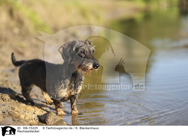 Rauhaardackel / wirehaired Dachshund / KB-15225