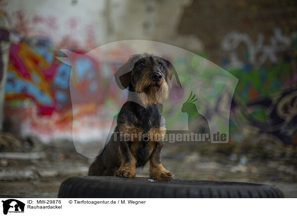 Rauhaardackel / wirehaired Dachshund / MW-29876