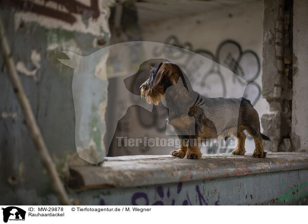 Rauhaardackel / wirehaired Dachshund / MW-29878