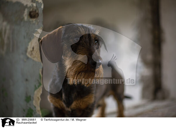 Rauhaardackel / wirehaired Dachshund / MW-29881