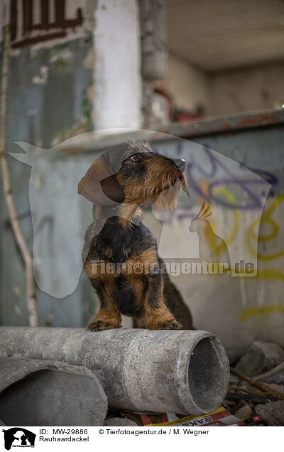 Rauhaardackel / wirehaired Dachshund / MW-29886