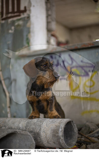 Rauhaardackel / wirehaired Dachshund / MW-29887