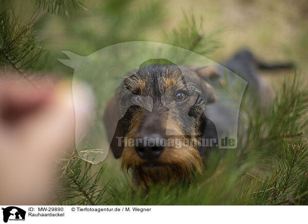 Rauhaardackel / wirehaired Dachshund / MW-29890