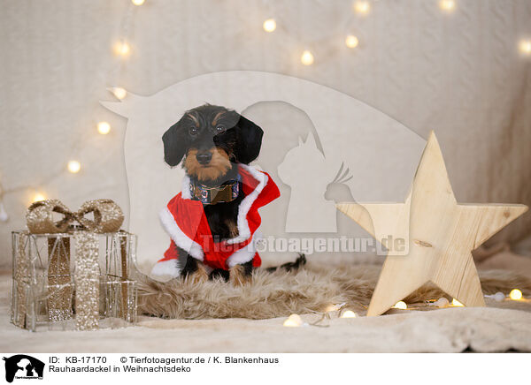 Rauhaardackel in Weihnachtsdeko / wirehaired Dachshund in christmas decoration / KB-17170