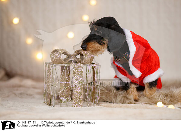 Rauhaardackel in Weihnachtsdeko / wirehaired Dachshund in christmas decoration / KB-17171