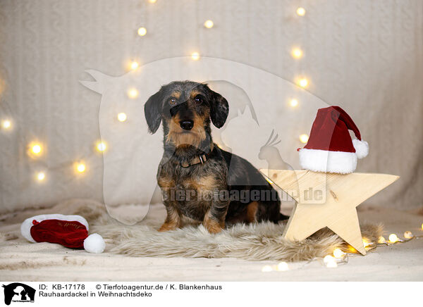 Rauhaardackel in Weihnachtsdeko / wirehaired Dachshund in christmas decoration / KB-17178