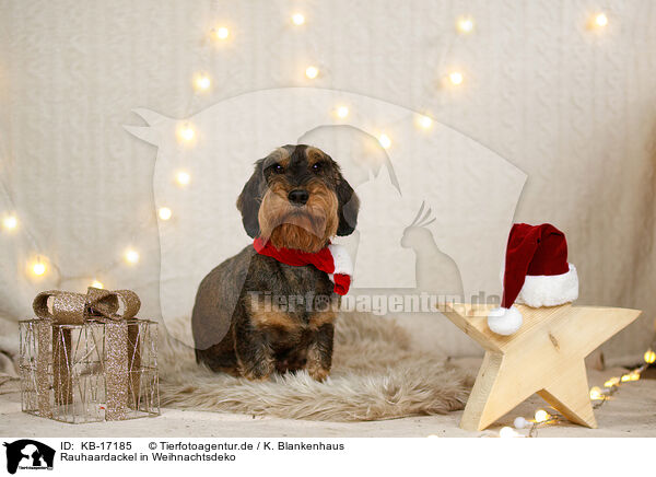 Rauhaardackel in Weihnachtsdeko / wirehaired Dachshund in christmas decoration / KB-17185