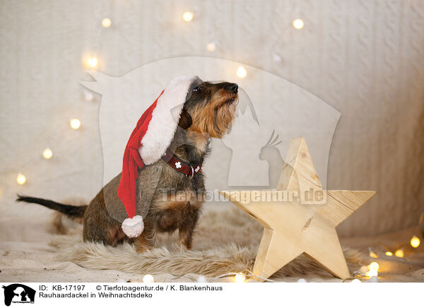 Rauhaardackel in Weihnachtsdeko / wirehaired Dachshund in christmas decoration / KB-17197