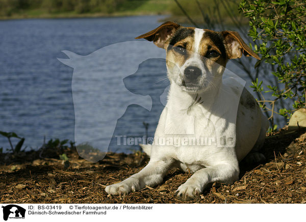 Dnisch-Schwedischer Farmhund / BS-03419