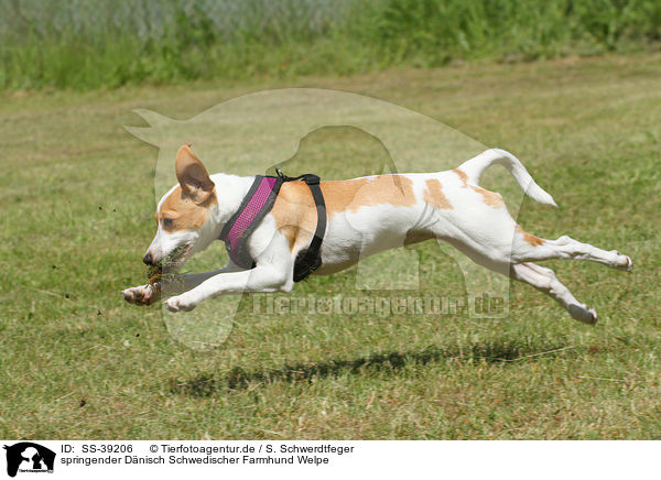 springender Dnisch Schwedischer Farmhund Welpe / SS-39206