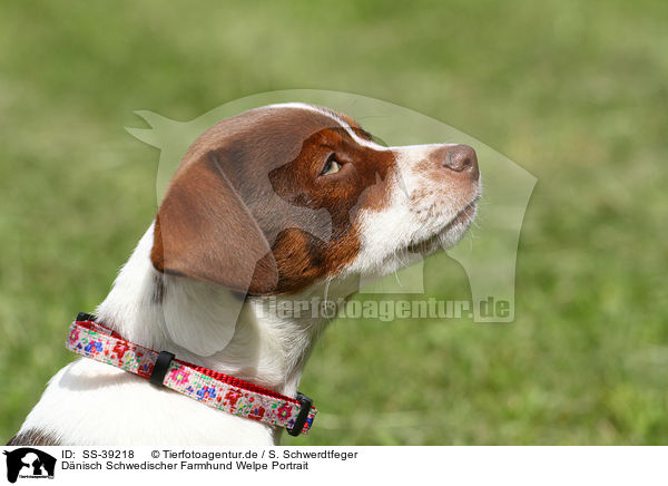 Dnisch Schwedischer Farmhund Welpe Portrait / SS-39218