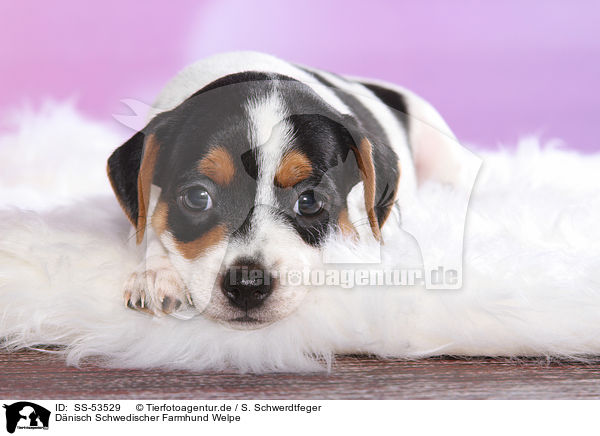 Dnisch Schwedischer Farmhund Welpe / Dansk Svensk Gaardshund Puppy / SS-53529