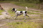 Dansk Svensk Gaardshund