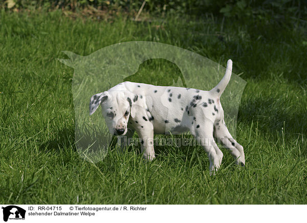 stehender Dalmatiner Welpe / standing dalmatian puppy / RR-04715