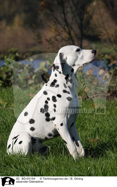 sitzender Dalmatiner / sitting dalmatian / BD-00194