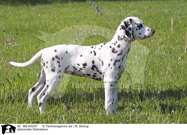 stehender Dalmatiner / standing dalmatian / BD-00257