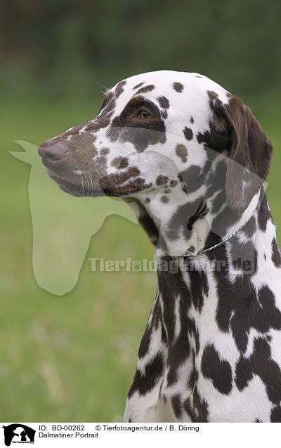 Dalmatiner Portrait / Dalmatian Portrait / BD-00262