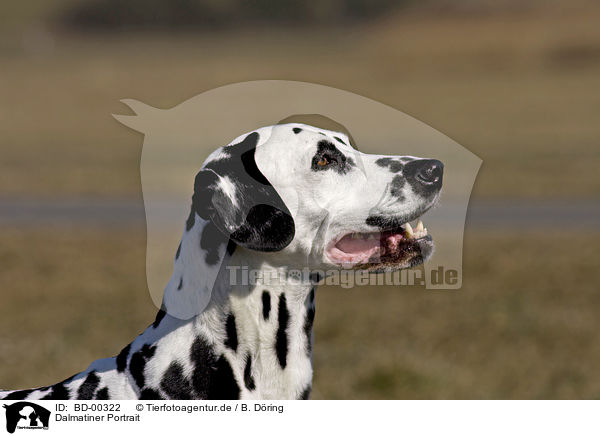 Dalmatiner Portrait / Dalmatian Portrait / BD-00322