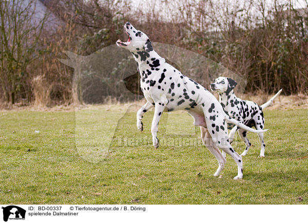 spielende Dalmatiner / playing dalmatians / BD-00337