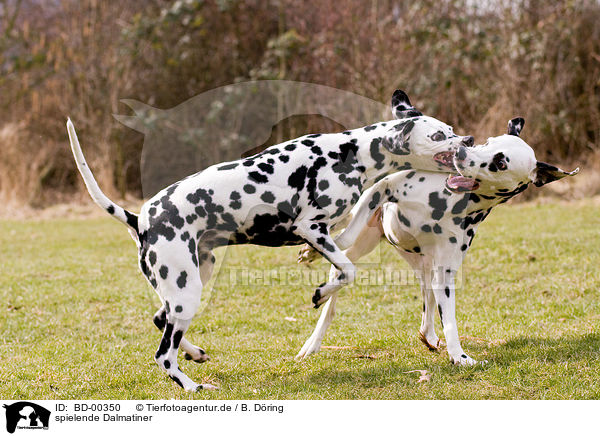 spielende Dalmatiner / playing dalmatians / BD-00350