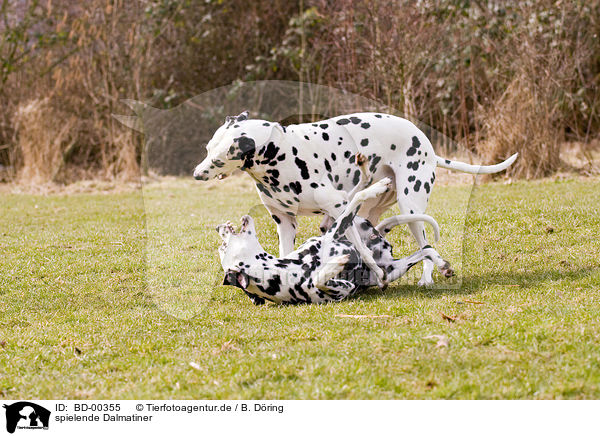 spielende Dalmatiner / playing dalmatians / BD-00355