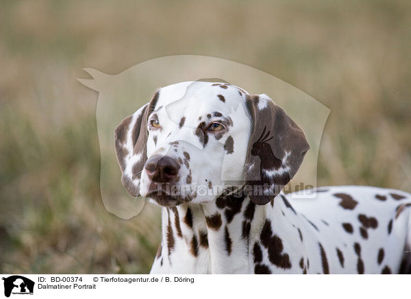 Dalmatiner Portrait / Dalmatian Portrait / BD-00374