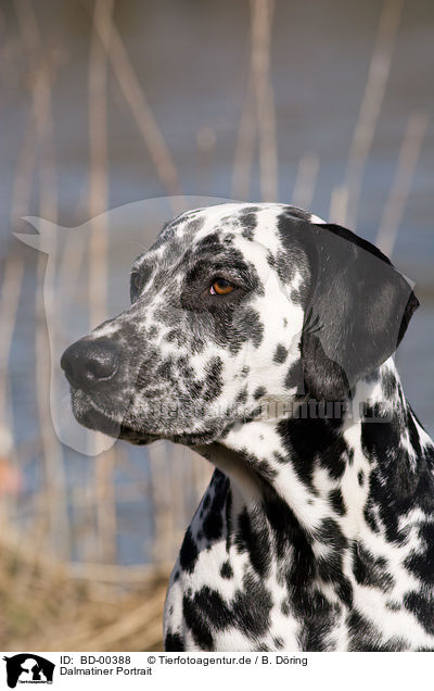 Dalmatiner Portrait / Dalmatian Portrait / BD-00388