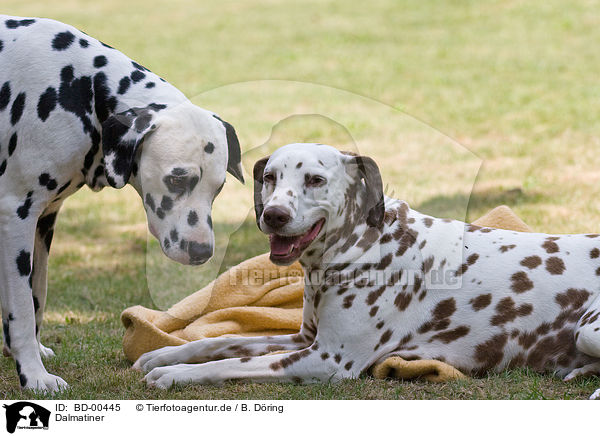 Dalmatiner / Dalmatians / BD-00445