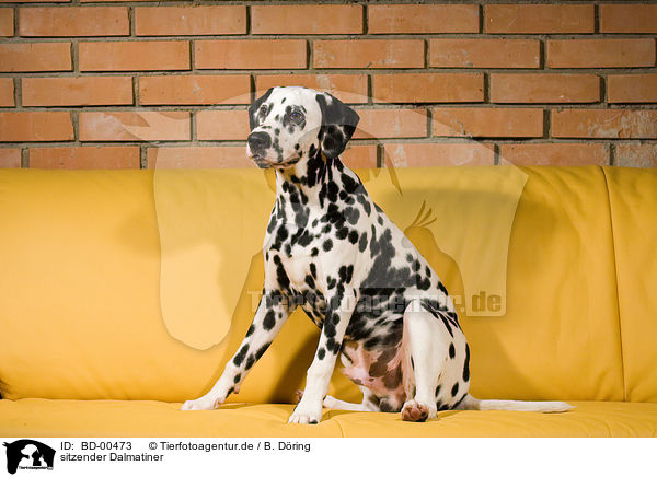 sitzender Dalmatiner / sitting Dalmatian / BD-00473