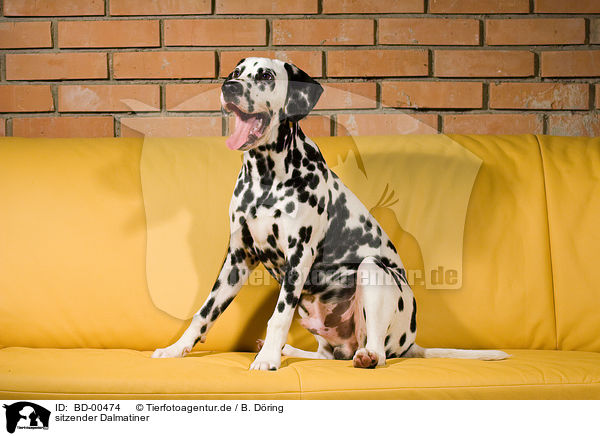 sitzender Dalmatiner / sitting Dalmatian / BD-00474