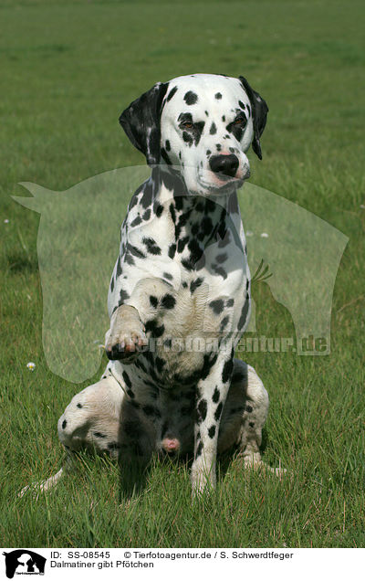 Dalmatiner gibt Pftchen / Dalmatian is giving paw / SS-08545