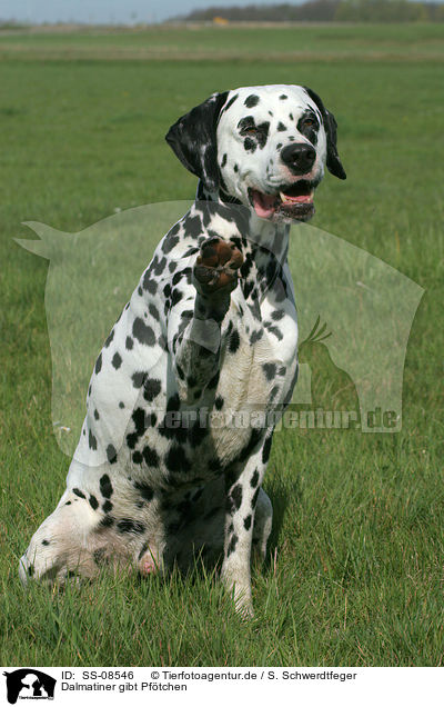 Dalmatiner gibt Pftchen / Dalmatian is giving paw / SS-08546