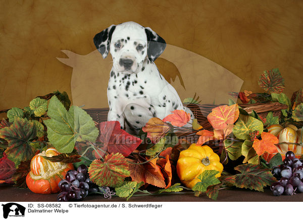 Dalmatiner Welpe / Dalmatian Puppy / SS-08582