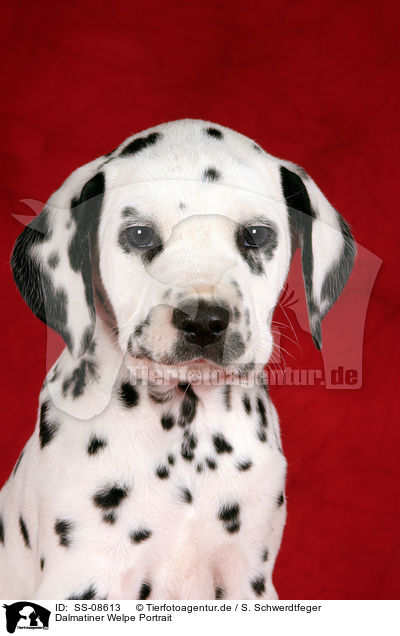 Dalmatiner Welpe Portrait / Dalmatian Puppy Portrait / SS-08613