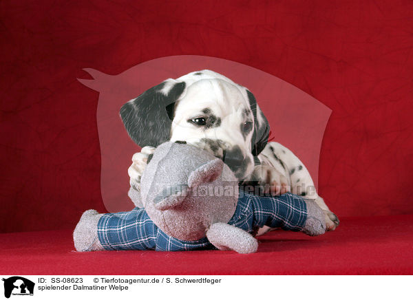 spielender Dalmatiner Welpe / playing Dalmatian Puppy / SS-08623