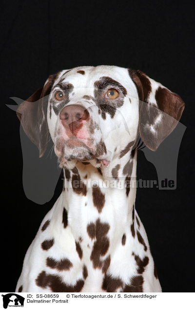 Dalmatiner Portrait / Dalmatian Portrait / SS-08659