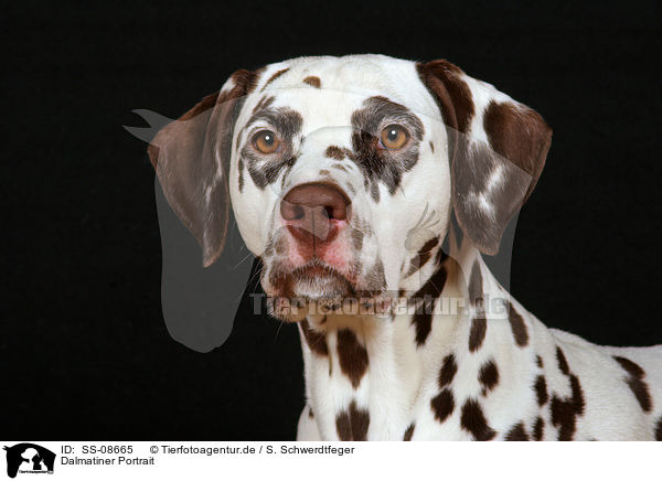 Dalmatiner Portrait / SS-08665