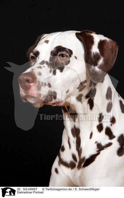 Dalmatiner Portrait / Dalmatian Portrait / SS-08667