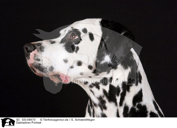 Dalmatiner Portrait / Dalmatian Portrait / SS-08670