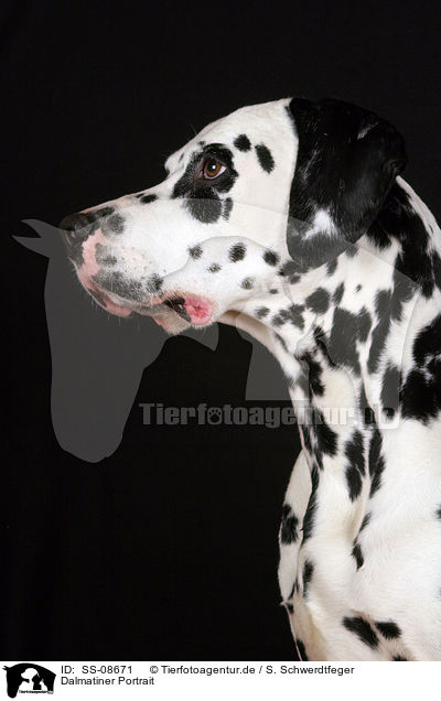 Dalmatiner Portrait / SS-08671