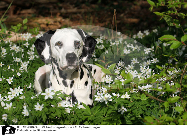 Dalmatiner in Blumenwiese / Dalmatian in flower field / SS-08674