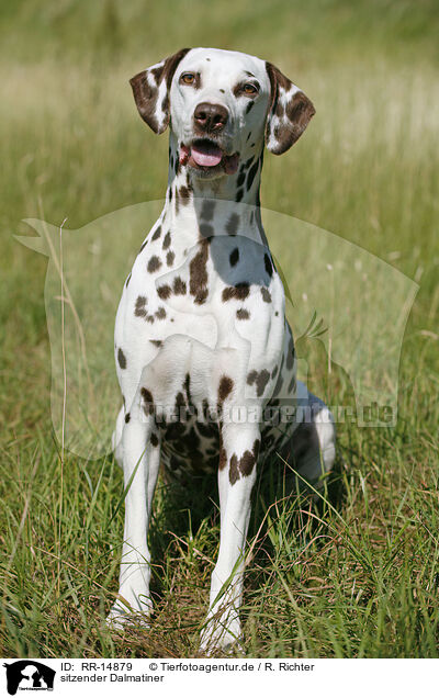 sitzender Dalmatiner / sitting Dalmatian / RR-14879