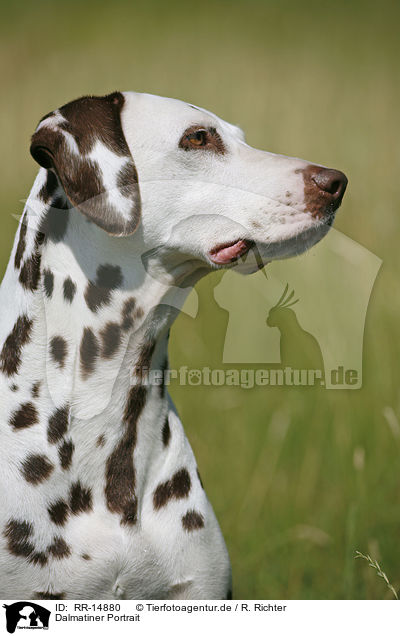 Dalmatiner Portrait / Dalmatian Portrait / RR-14880