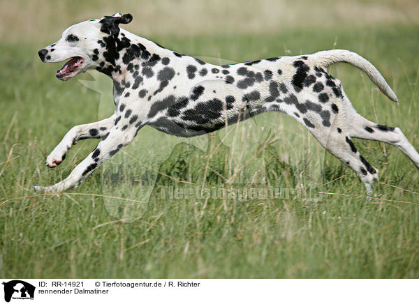 rennender Dalmatiner / running Dalmatian / RR-14921