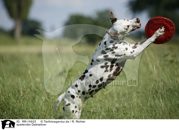 spielender Dalmatiner / playing Dalmatian / RR-14925