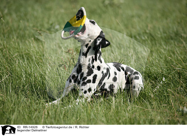 liegender Dalmatiner / lying Dalmatian / RR-14926