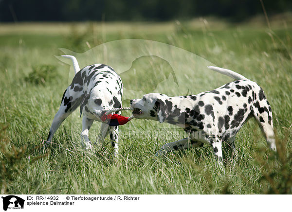 spielende Dalmatiner / playing Dalmatians / RR-14932