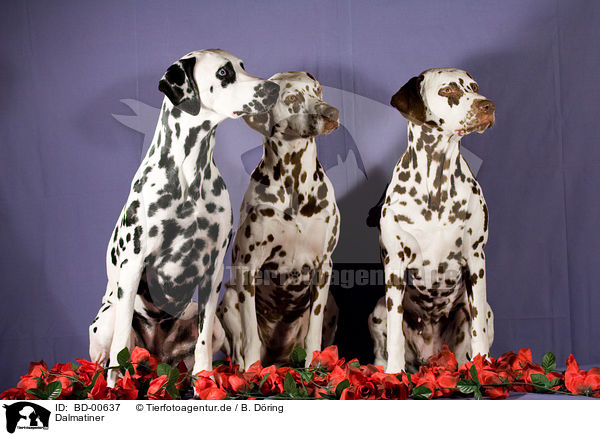 Dalmatiner / Dalmatian / BD-00637